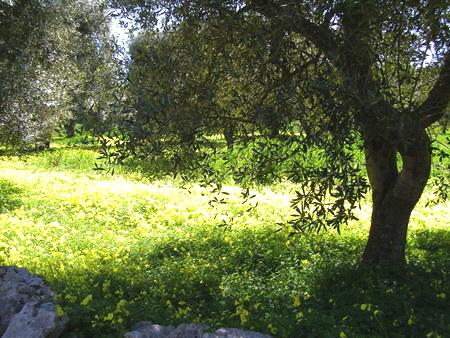 Apulien Olivenbaum Gutsche